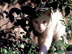 Stalking, White Domestic Shorhair